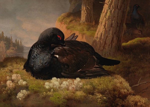 Main Product Photo of Black Grouse  Painting by Ferdinand Von Wright