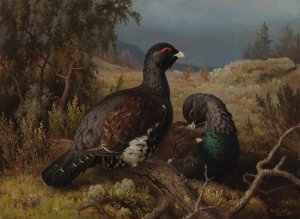 Capercaillie Cocks by Ferdinand Von Wright Oil Painting