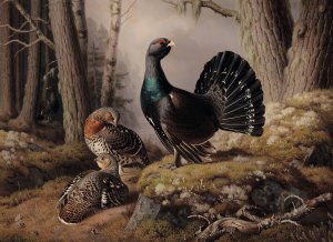 Capercaillies Courting by Ferdinand Von Wright Oil Painting