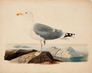 European Herring Gull by Ferdinand Von Wright Oil Painting