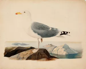 European Herring Gull by Ferdinand Von Wright Oil Painting