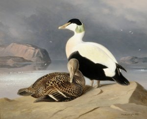 Kaksi Haahkaa by Ferdinand Von Wright Oil Painting