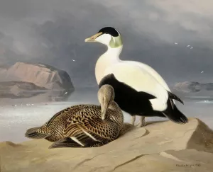 Kaksi Haahkaa by Ferdinand Von Wright Oil Painting