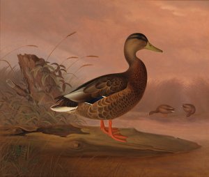 Mallard by Ferdinand Von Wright Oil Painting