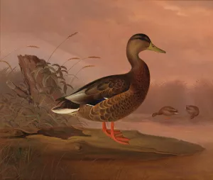 Mallard by Ferdinand Von Wright Oil Painting