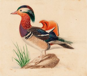 Mandarin Duck by Ferdinand Von Wright Oil Painting