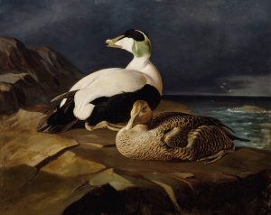 Pair Of Common Eiders On A Rock by Ferdinand Von Wright Oil Painting