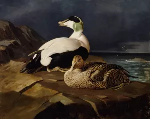 Pair Of Common Eiders On A Rock by Ferdinand Von Wright Oil Painting
