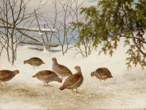 Partridges In Snow by Ferdinand Von Wright Oil Painting