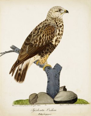 Rough-Legged Buzzard by Ferdinand Von Wright Oil Painting
