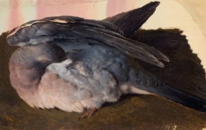 Studie av sovande skogsduva by Ferdinand Von Wright Oil Painting