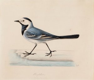 White Wagtail by Ferdinand Von Wright Oil Painting