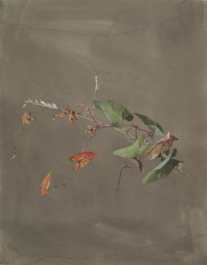 Bindweed by Fidelia Bridges Oil Painting