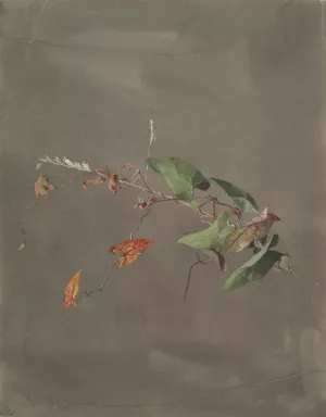 Bindweed by Fidelia Bridges Oil Painting