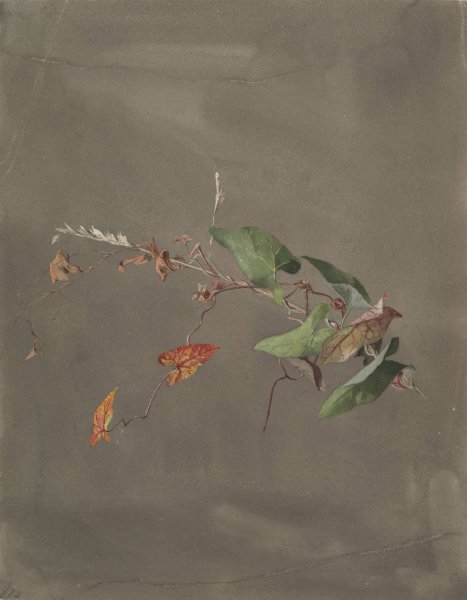 Bindweed  by Fidelia Bridges - Hand-Painted Oil Painting Reproduction