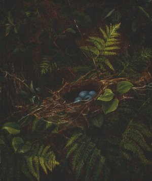 Bird's Nest and Ferns by Fidelia Bridges Oil Painting