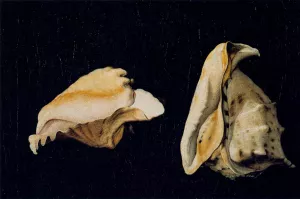 Two Shells by Filippo Napoletano - Oil Painting Reproduction