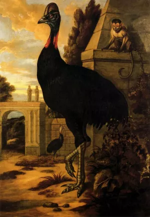 A Cassowary painting by Francis Barlow