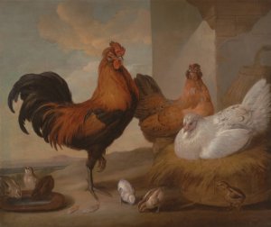 Domestic Cock, Hens and Chickens by Francis Barlow Oil Painting