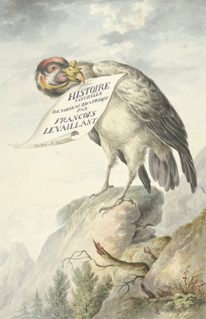 Kamgier met in zijn snavel een blad papier by Francois Levaillant Oil Painting