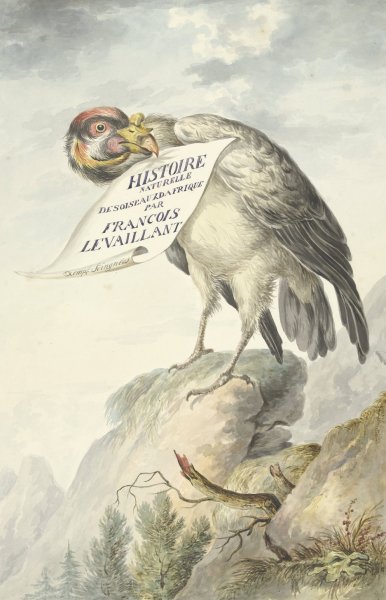 Kamgier met in zijn snavel een blad papier  by Francois Levaillant - Hand-Painted Oil Painting Reproduction