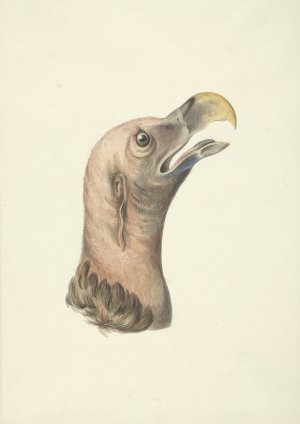 Kop van een Oorgier by Francois Levaillant Oil Painting