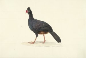 Zwarte loopvogel met korte dikke rode snavel by Francois Levaillant Oil Painting