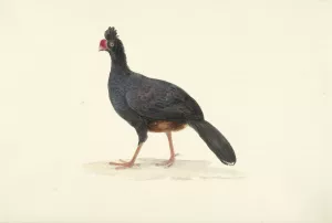 Zwarte loopvogel met korte dikke rode snavel by Francois Levaillant Oil Painting