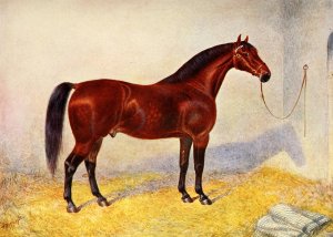 Cleveland Bay Stallion, Sultan by Frank Babbage Oil Painting