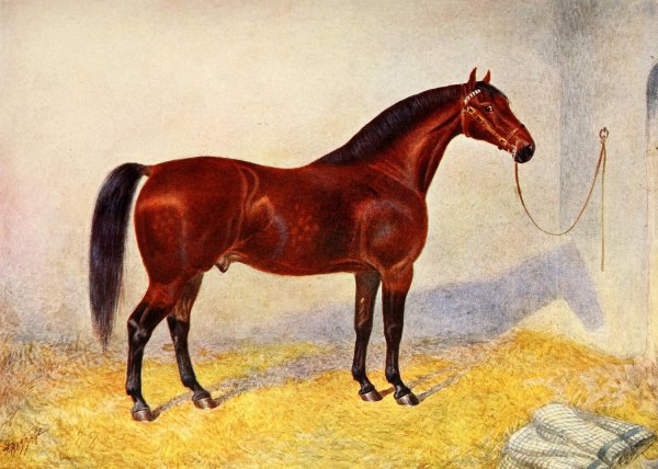 Cleveland Bay Stallion, Sultan by Frank Babbage - Hand-Painted Oil Painting Reproduction