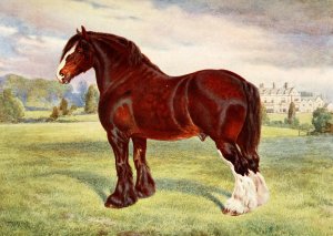 Shire Stallion, Harold by Frank Babbage Oil Painting
