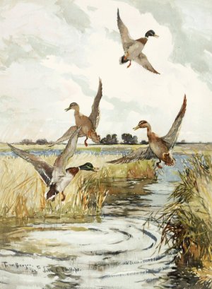 Rising Mallard by Frank Weston Benson   Oil Painting