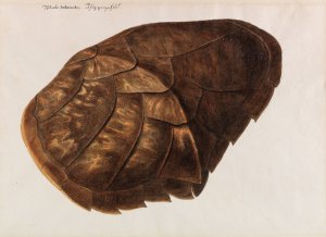 Testudo Imbricata - Schuppenschild by Franz Anton Von Scheidel Oil Painting
