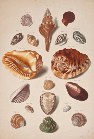 Illustrationsplanche Med Konkylier by Franz Michael Regenfus Oil Painting