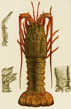 Crustacea I by Frederick Mccoy Oil Painting
