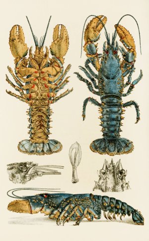Crustacea II Oil painting by Frederick Mccoy