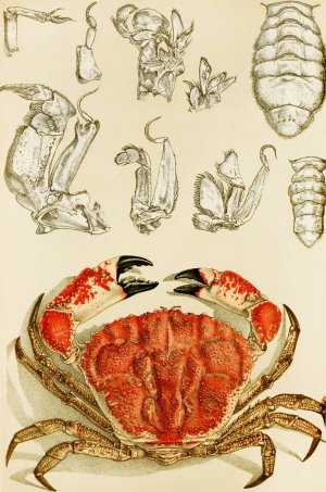 Crustacea III Oil painting by Frederick Mccoy
