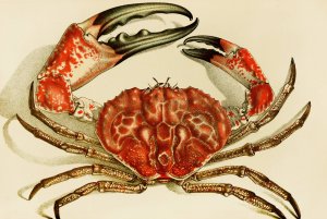 Crustacea IV by Frederick Mccoy Oil Painting