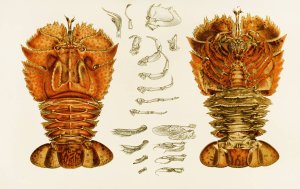 Crustacea V by Frederick Mccoy Oil Painting