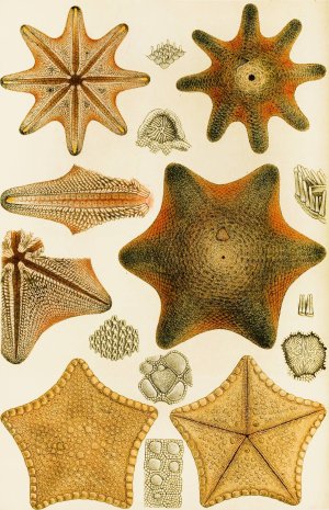 Echinodermata by Frederick Mccoy Oil Painting