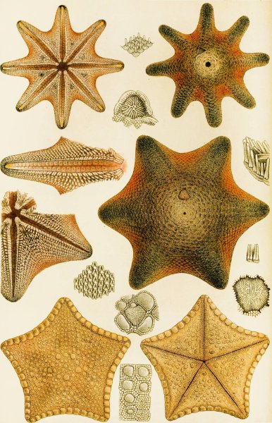 Main Product Photo of Echinodermata  Painting by Frederick Mccoy