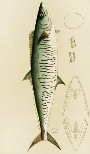 Fishes I by Frederick Mccoy Oil Painting