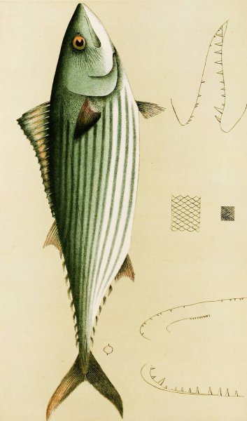Main Product Photo of Fishes II  Painting by Frederick Mccoy