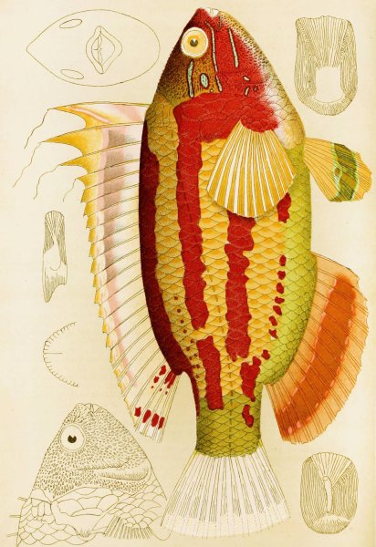 Fishes III  by Frederick Mccoy - Hand-Painted Oil Painting Reproduction