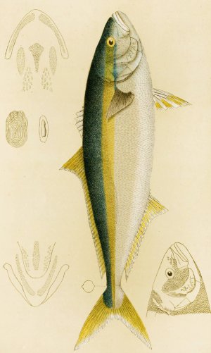 Fishes IV Oil painting by Frederick Mccoy
