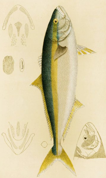 Fishes IV  by Frederick Mccoy - Hand-Painted Oil Painting Reproduction