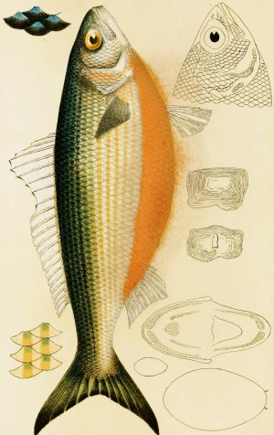 Fishes IX Oil painting by Frederick Mccoy