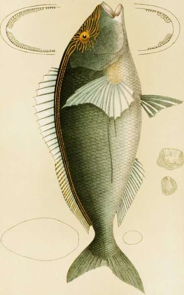 Main Product Photo of Fishes V  Painting by Frederick Mccoy