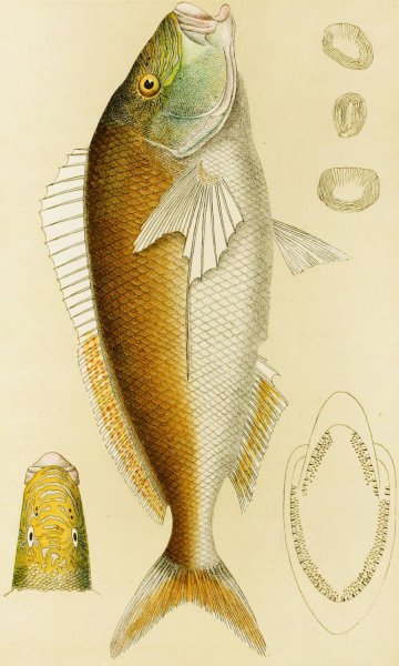 Fishes VI  by Frederick Mccoy - Hand-Painted Oil Painting Reproduction