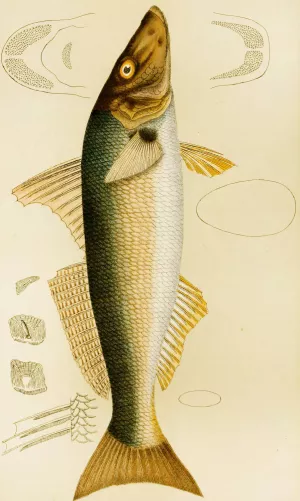Fishes VII Oil painting by Frederick Mccoy